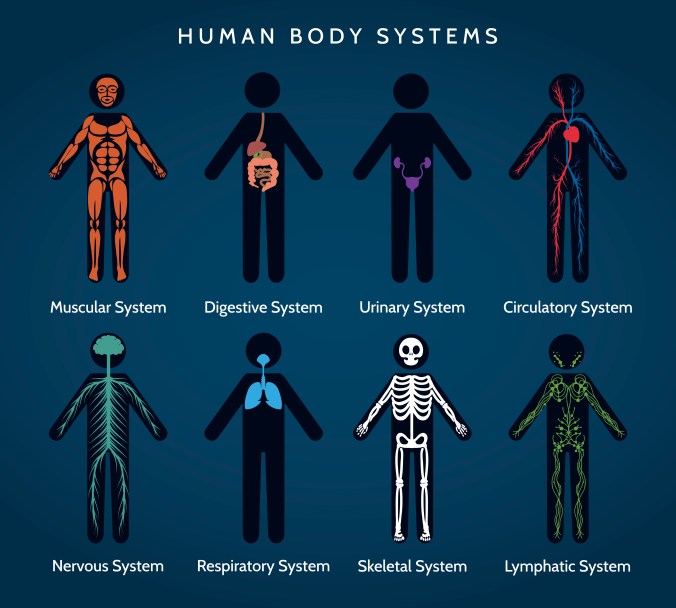 Human body systems